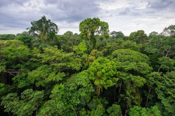 Árvores da Amazônia