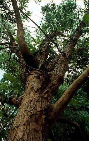 Sementes de árvore de Mogno (Swietenia mahagoni)