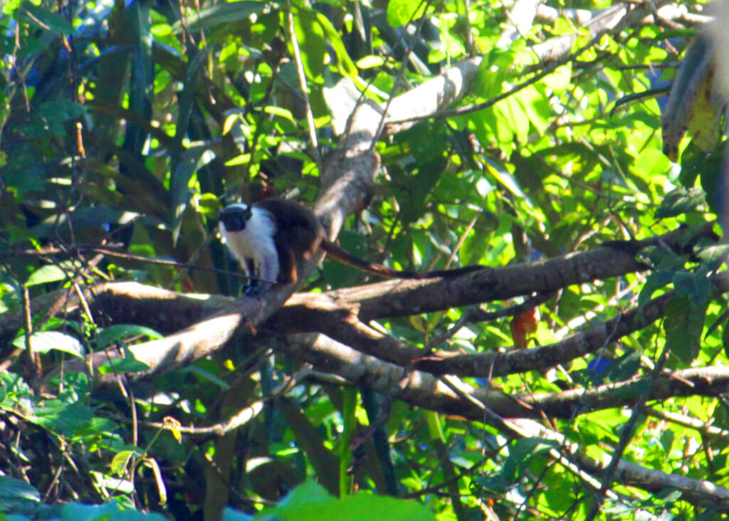 Sauim de Manaus