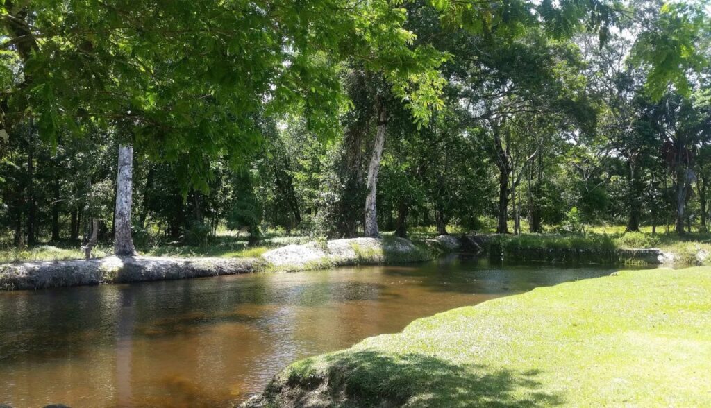 A riqueza dos igarapes