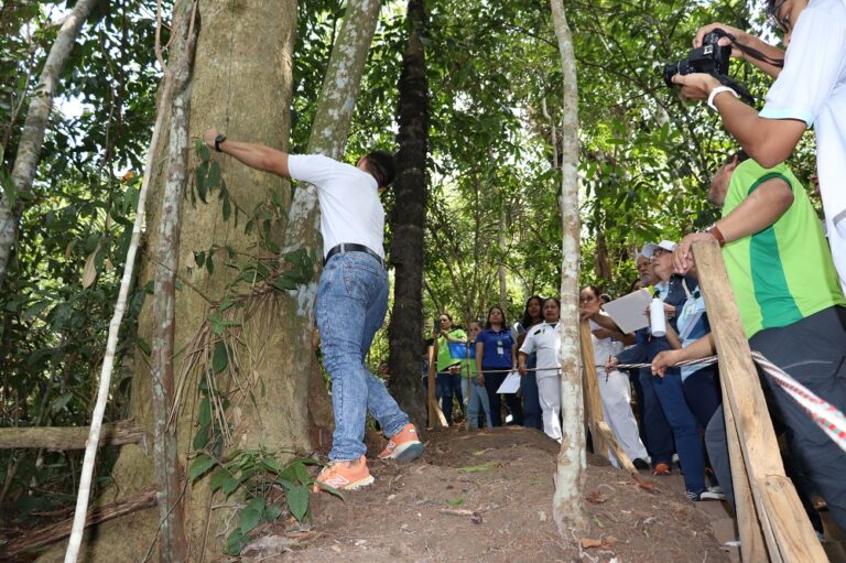 Árvores Centenárias