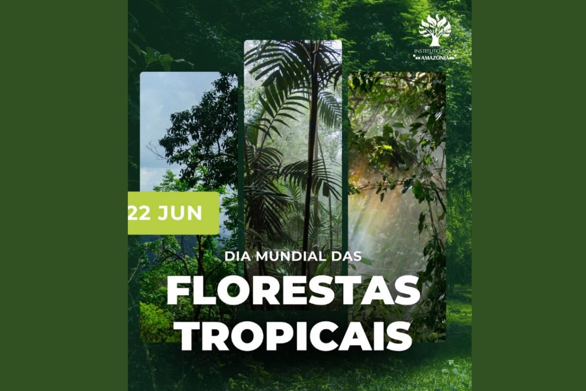 florestas tropicais imagens